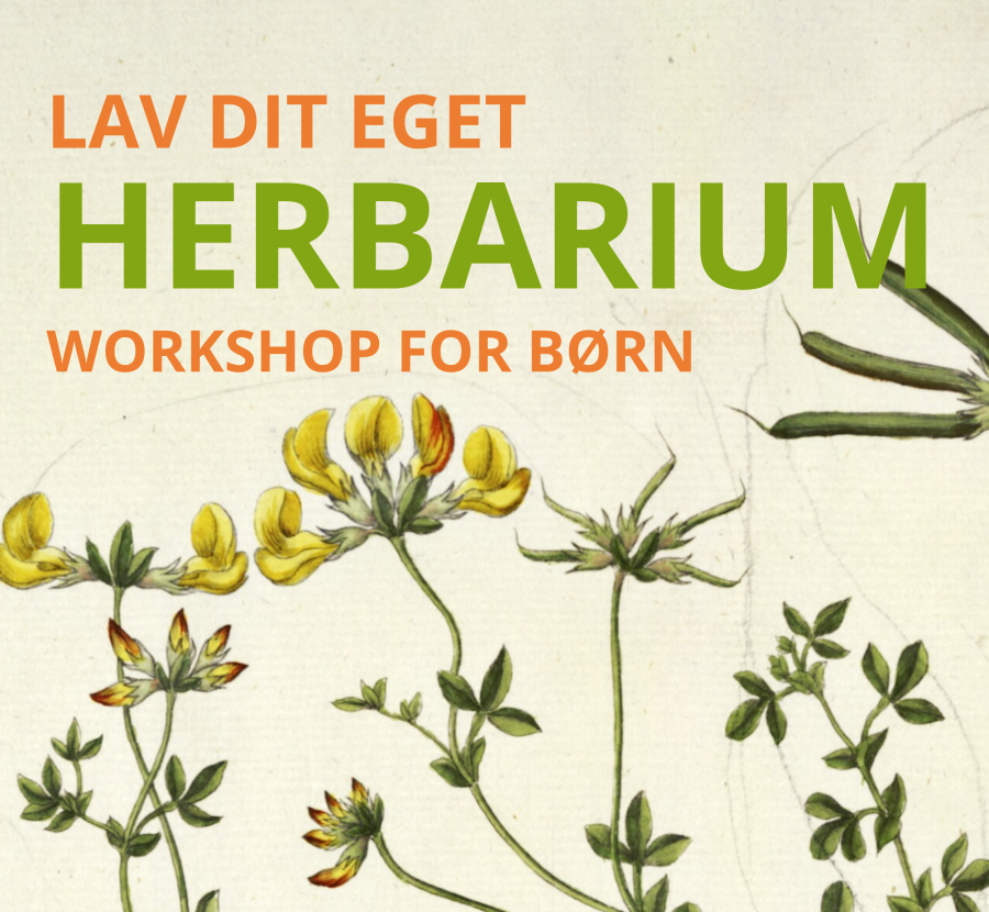 Lav Dit Eget Herbarium